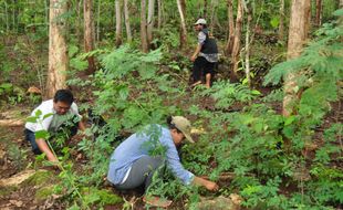 PEMBURU ULAT: Demi Ulat Jati, Belasan Kilometer Dilalui