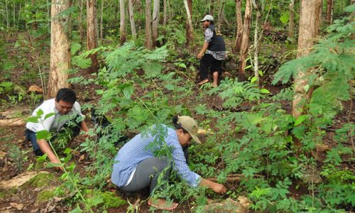 PEMBURU ULAT: Demi Ulat Jati, Belasan Kilometer Dilalui