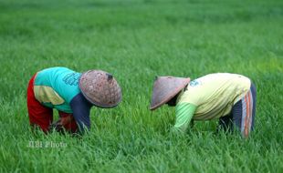 Optimistis Hadapi Ancaman Fenomena El Nino, Ini Upaya Petani Soloraya