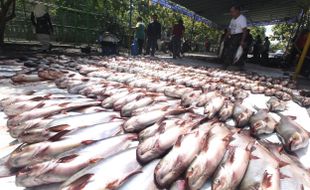 Ikan Patin 3,7 Ton itu pun Disedekahkan