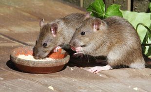 PENYAKIT BERBAHAYA : Petani Rentan Penyakit Leptospirosis