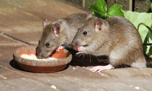 Dua Tahun Terakhir, 14 Warga Bantul Meninggal karena Terjangkit Leptospirosis