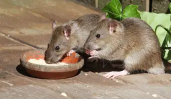 Waduh! Temuan Leptospirosis di Bantul Capai 179 Kasus, Warga Diminta Waspada