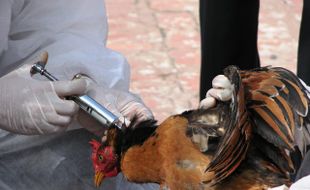 FLU BURUNG : 14 Peneliti Unair Teliti Flu Burung di Lamongan dan Banyuwangi