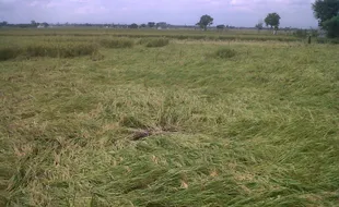 Padi Ambruk, Petani Mojolaban Rugi