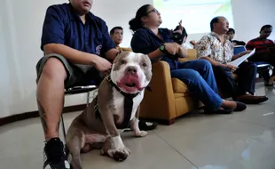 Anjing Bisa Pahami 250 Kata Manusia