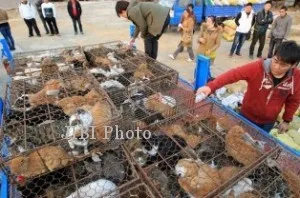 Over Populasi Bikin Kucing Liar Dianggap Hama, Diburu Ditangkap Dibuang