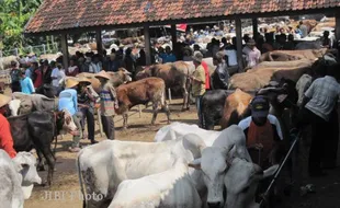 PENJUALAN SAPI: Permintaan dari Luar Wonogiri Kembali Meningkat