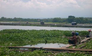 Hujan Deras, Picu Kematian Ikan Nila di Waduk Cengklik