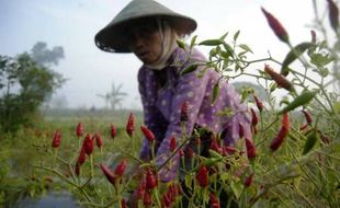 Harga Cabai Murah, Petani Buang Panenan