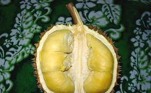 Kemarau, Panen Durian Kalibawang Mundur