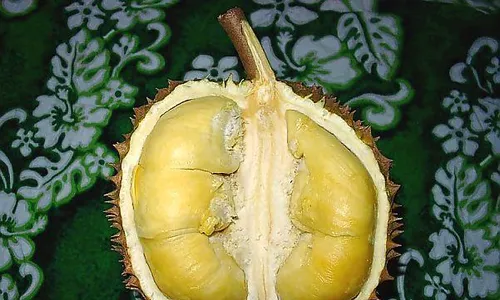 Kemarau, Panen Durian Kalibawang Mundur