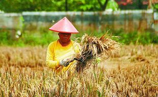 HARGA GABAH : Jokowi Naikkan Harga Pembelian Gabah Jadi Rp3.700/Kg