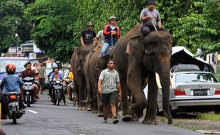 Atraksi Gajah Bakal Meriahkan Tahura Playen