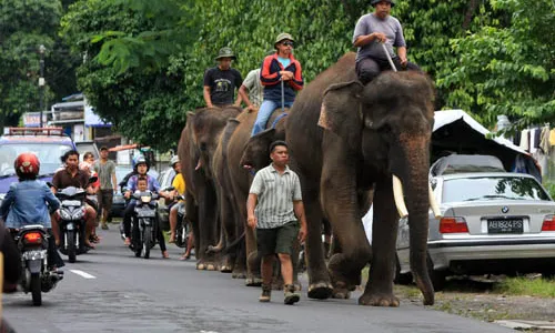 KOLEKSI SATWA GL ZOO : Sementara Kedatangan Jerapah Ditunda