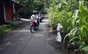 Gemas, Warga Tanam Jagung di Jalan Longsor