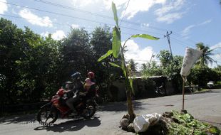 Jalan Rusak, Warga Iroyudan Tanam Pohon Pisang