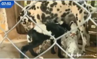 Anjing Dalmatian Susui Kambing