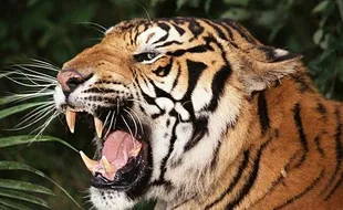 Wisata Harimau di Rajasthan Kembali Dibuka