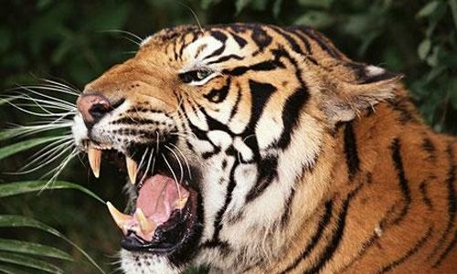 Wisata Harimau di Rajasthan Kembali Dibuka