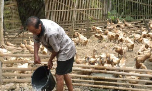 FLU BURUNG: Tanpa Kompensasi Pemusnahan Massal, Peternak Itik Lokal Bisa Kolaps