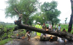 HUJAN DAN ANGIN KENCANG: Warga Wates Masih Khawatir Pohon Tumbang 