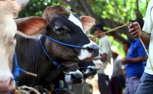 Sapi Lokal Jatuh, Sapi Impor Berkuasa