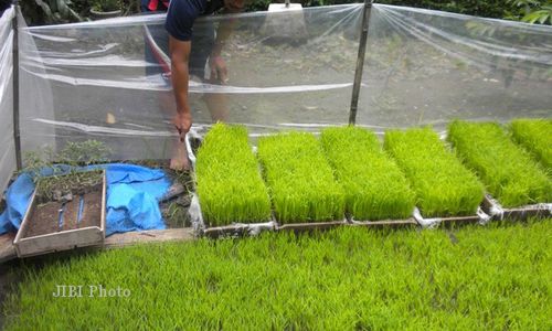  Petani Karanganom Terpaksa Semai Benih Padi di Rumah