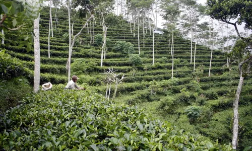 WISATA KULONPROGO : Retribusi Kebun Teh Nglinggo Tidak Siginifikan untuk PAD