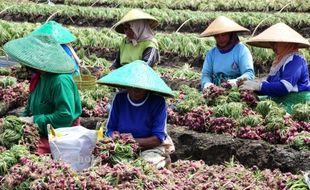 PANEN DINI BAWANG MERAH