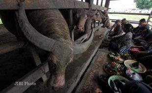 SEDEKAH WILUJENGAN KANDANG KEBO