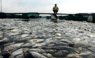 DAMPAK LETUSAN KELUD : Ratusan Ribu Ikan di Gunungkidul Mati