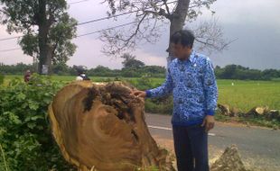 Cegah Kecelakaan, UPTD PU Tebang Pohon Rawan Tumbang