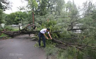 POHON TUMBANG