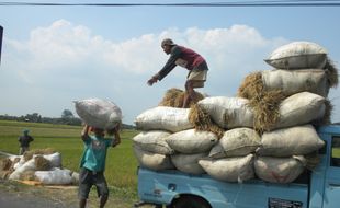 Bulog Surakarta Kelebihan Stok