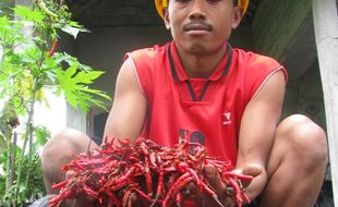 Harga Sayur di Beringharjo Naik