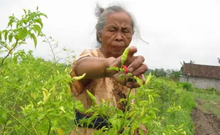 HARGA CABAI Meroket, Petani Sleman Untung Sedikit