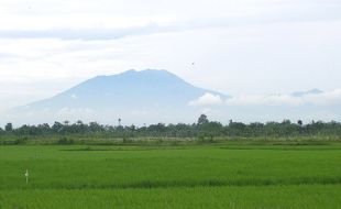 Delapan Hektare Sawah di Bantul Kebanjiran