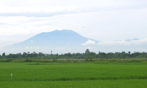 PERTANIAN BOYOLALI : Balitbang Kenalkan Pestisida Nabati