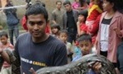 Iiiii...Ular Sanca 4 Meter Ditemukan di Kampung Melayu Pascabanjir