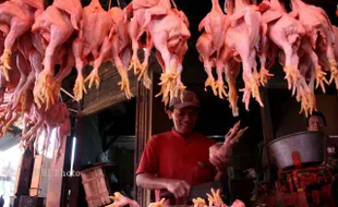 HARGA DAGING AYAM di Sragen Mulai Turun