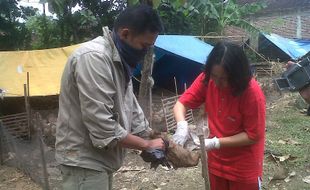 Bebek Mati di Sukoharjo Positif AI