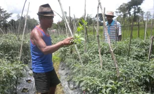  Produksi Cabai di Karanganyar Anjlok