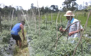  PETANI CABAI PERIKSA TANAMAN 