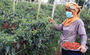 Cabai Mahal, Petani di Sleman Tetap Rugi