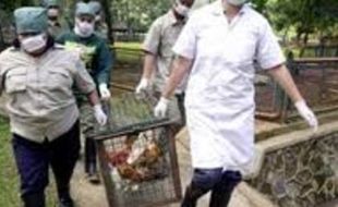 FLU Burung Tidak Serang Ayam