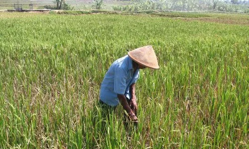 PERTANIAN KLATEN : Wereng dan Tikus Menyerang, Petani Disarankan Tanam Padi Inpari 19