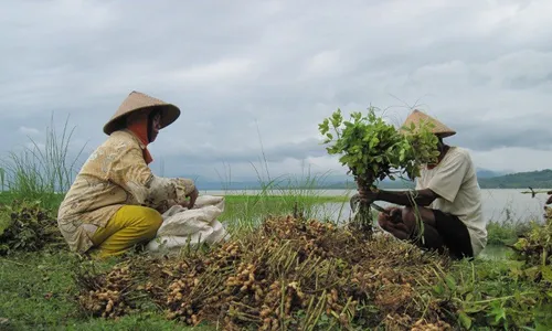 Musim Hujan, Petani Gunungkidul Tanam Kacang Tanah