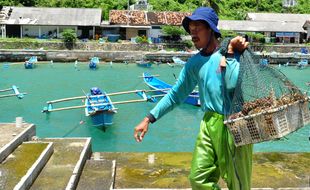 Nelayan Bantul Panen Lobster, Harga Jual Rp500.000 Per Kilogram