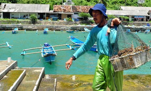 Tangkap Lobster, Nelayan Bantul Butuh Modal Berlipat